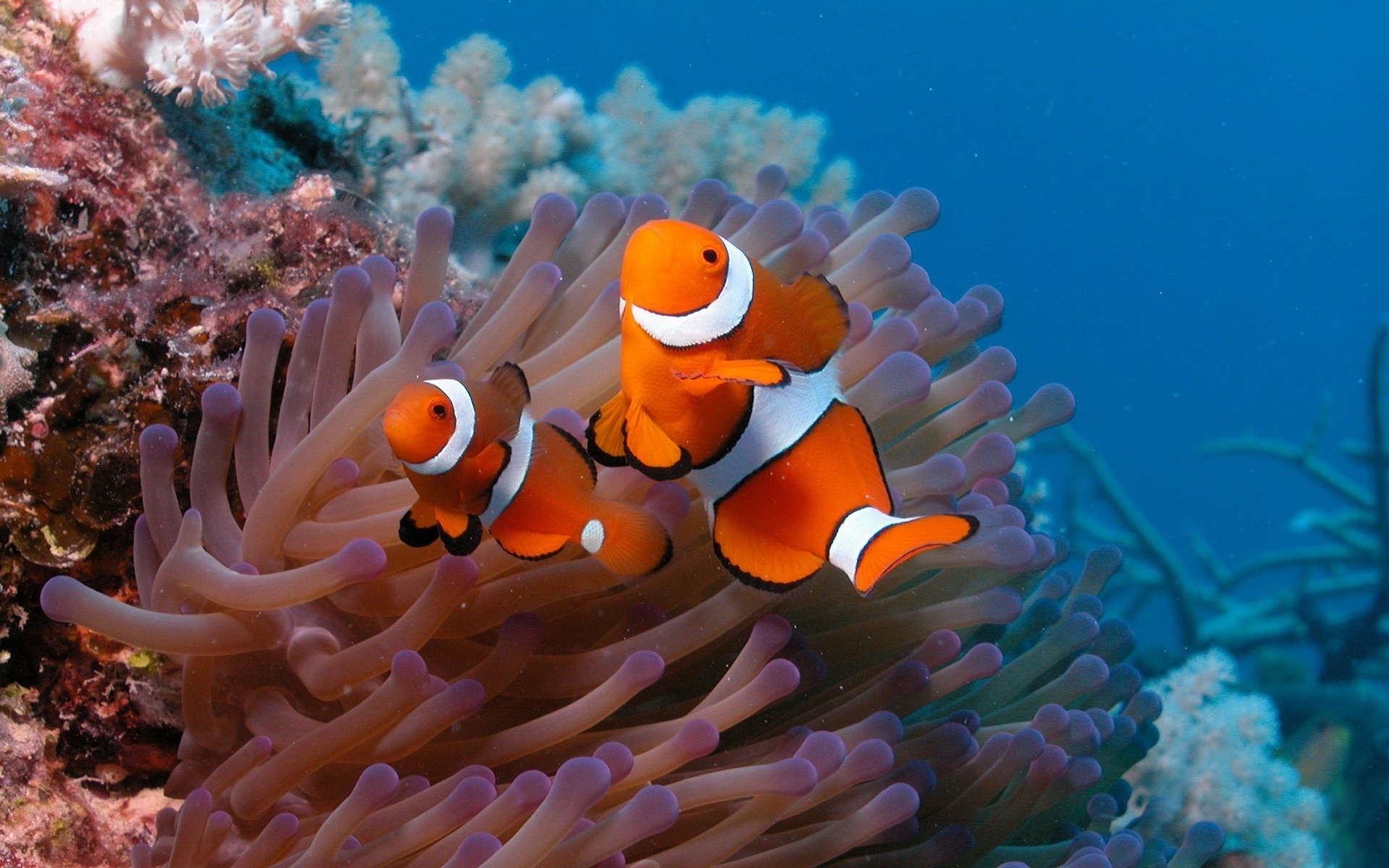 Beautiful Fish Wallpaper - HD Wallpaper 
