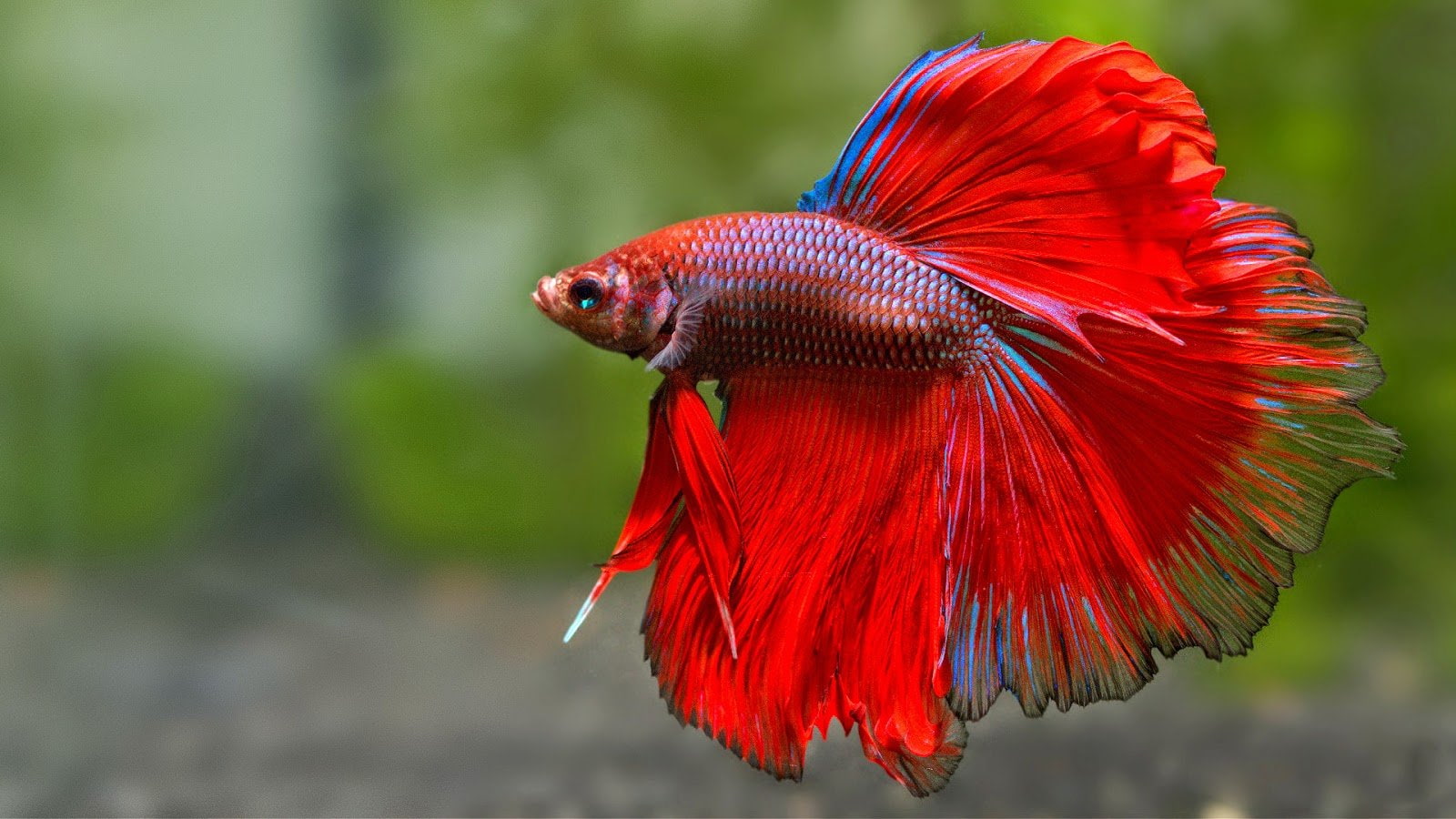 Red Fish Wallpaper 1600x900 Wallpaper Teahub Io