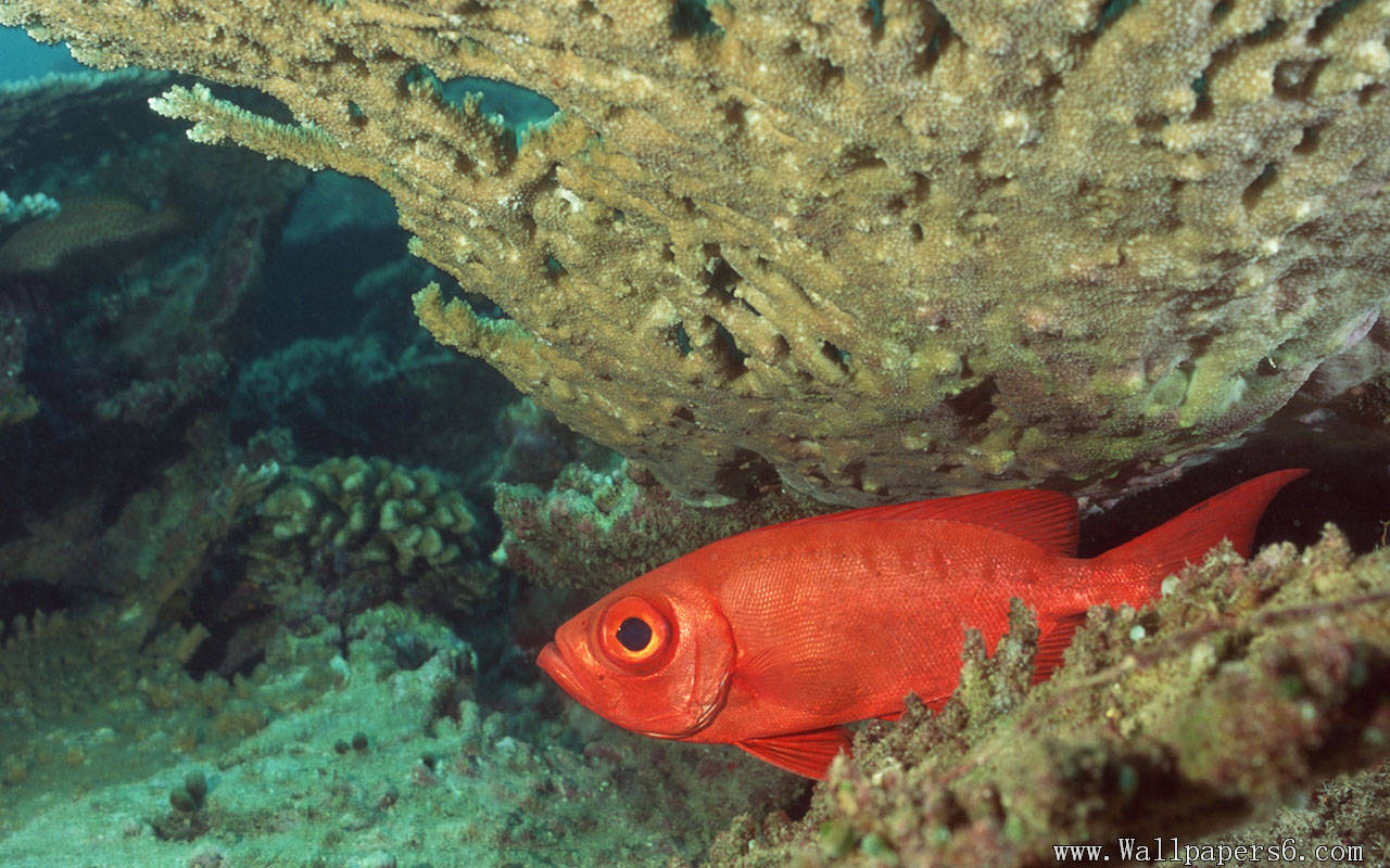 The Red Fish In Coral － Animal Wallpapers Free Download - HD Wallpaper 