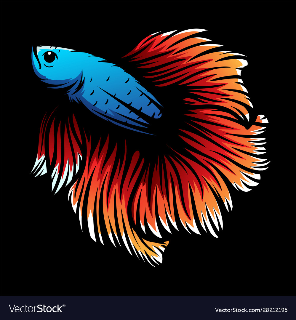 Betta Fish Vector - HD Wallpaper 