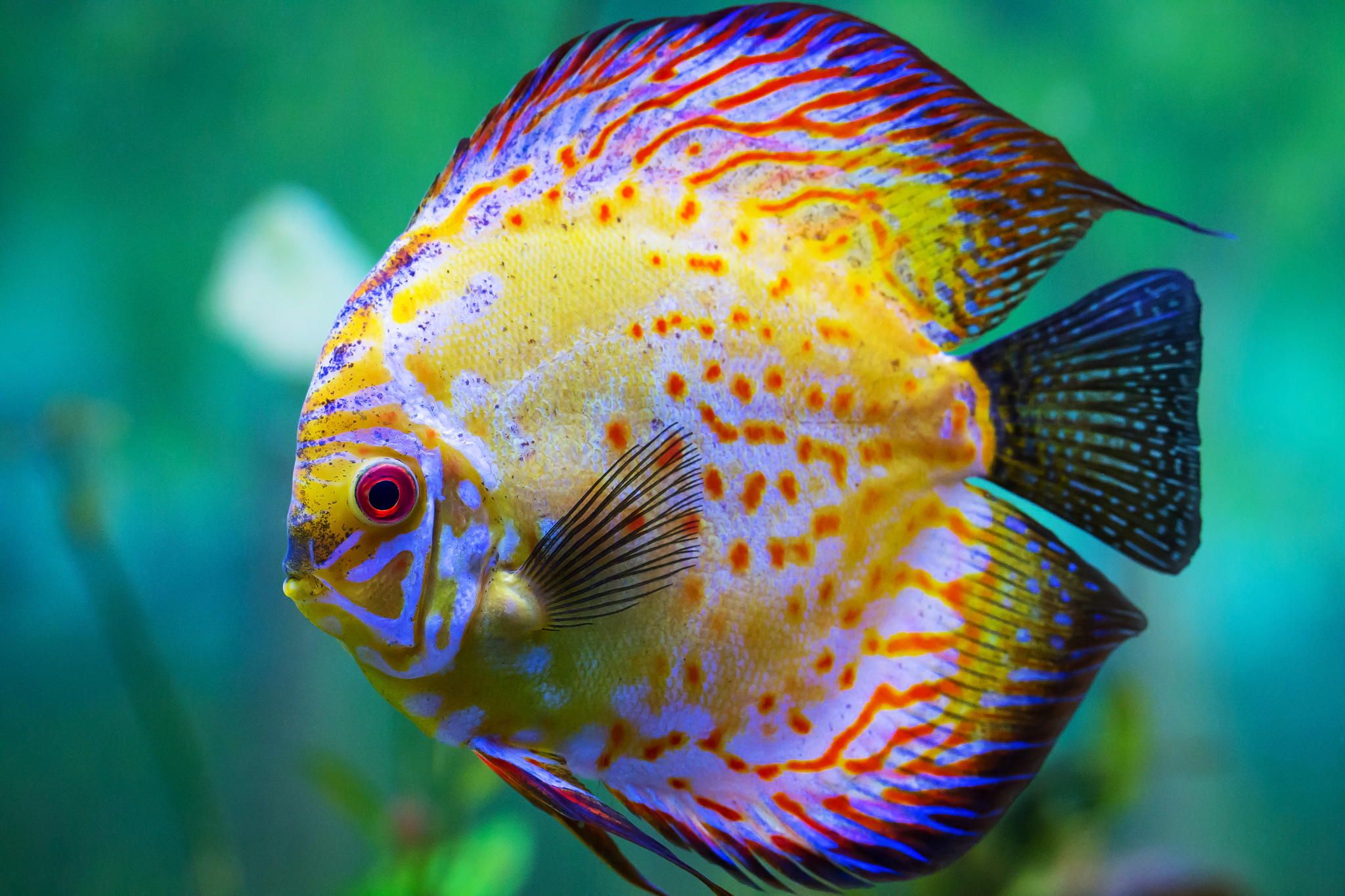 Beautiful Fish Photos - Discus Fish Hd - HD Wallpaper 