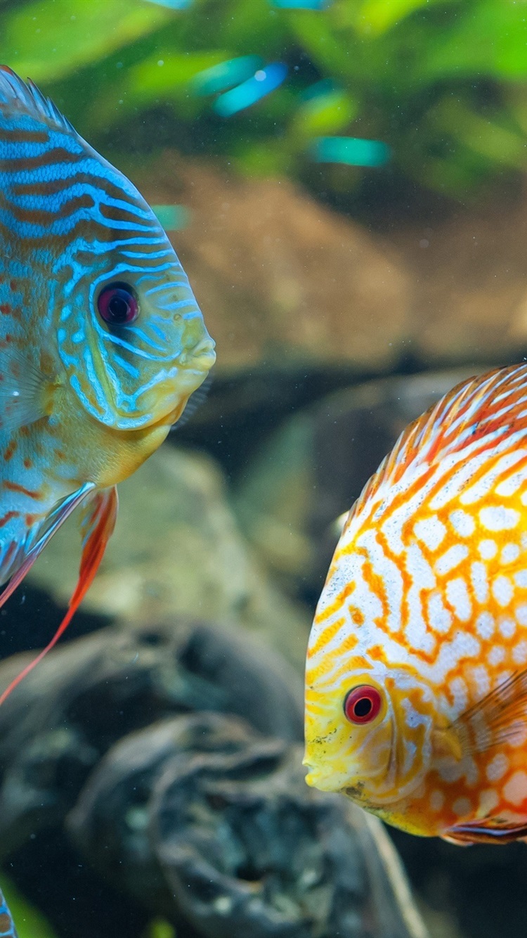 Colorful Fish Hd - HD Wallpaper 