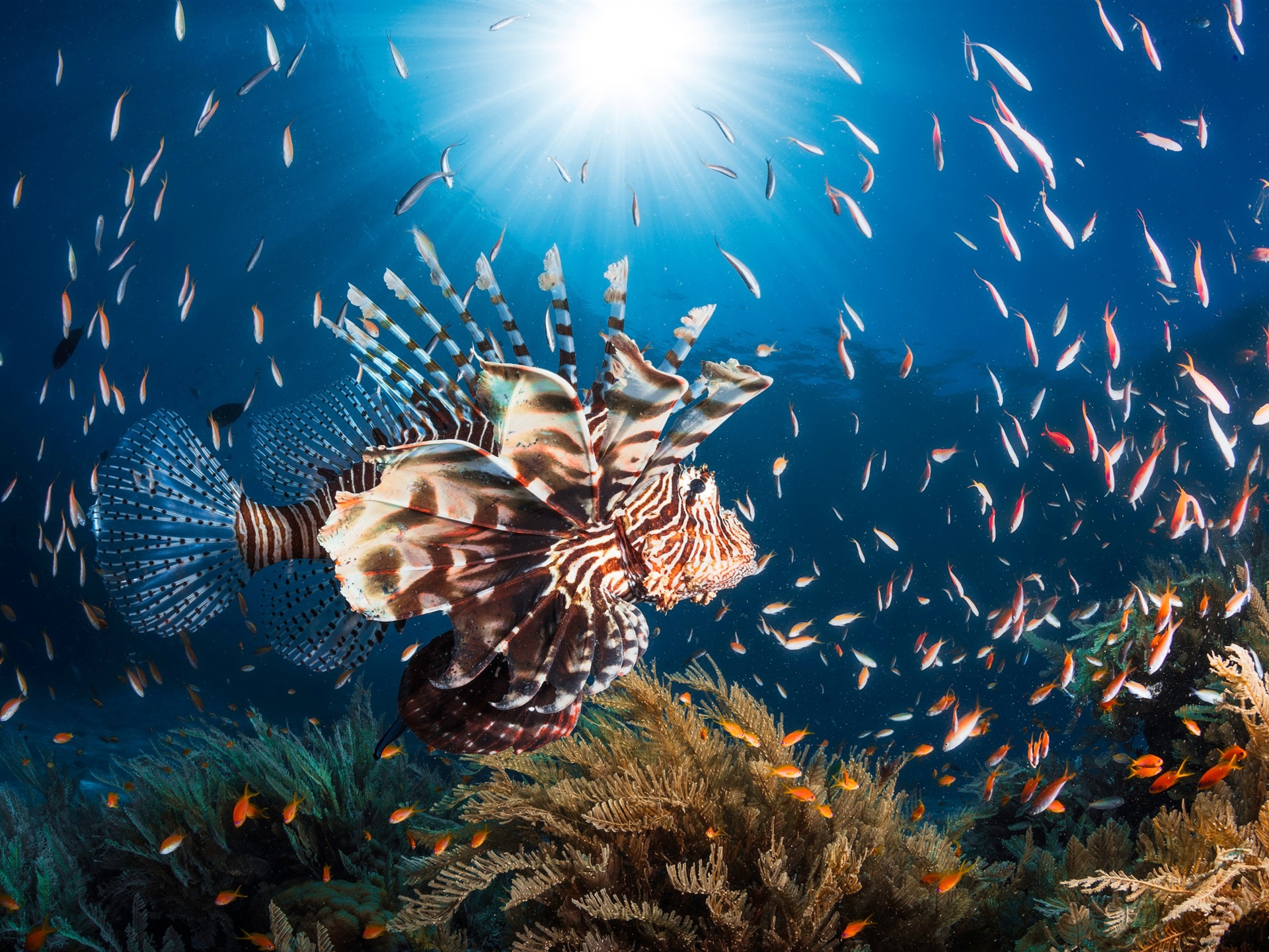 Wallpaper Lionfish, Blue Sea, Fish, Sun - Peixe - HD Wallpaper 