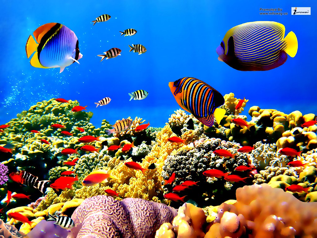 Tropical Fish In Coral - HD Wallpaper 