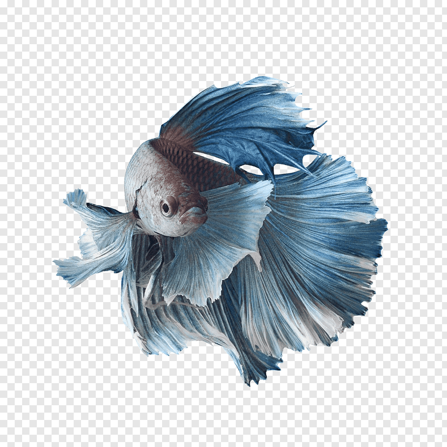 Siamese Fighting Fish Koi Aquarium Goldfish, Betta - Siamese Fighting Fish Png - HD Wallpaper 