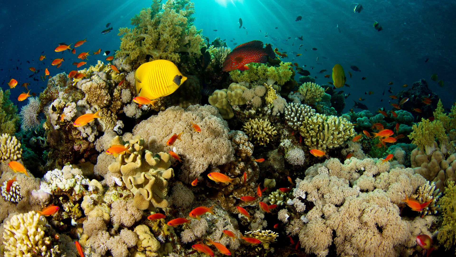 Beautiful Fish Photos Images And Hd Wallpapers - High Resolution Underwater Coral Reef - 1920x1080 Wallpaper Beautiful Fish Photos Images And Hd Wallpapers - High Resolution Underwater Coral Reef - 1920x1080 Wallpaper