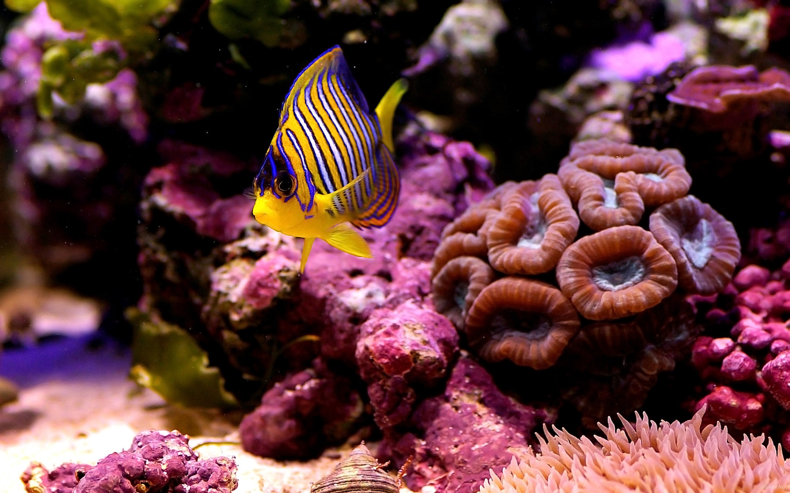 Wallpaper Corals, Sea, Fish, Macro, Bottom - HD Wallpaper 