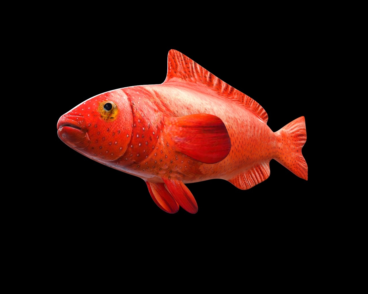Red Grouper - HD Wallpaper 