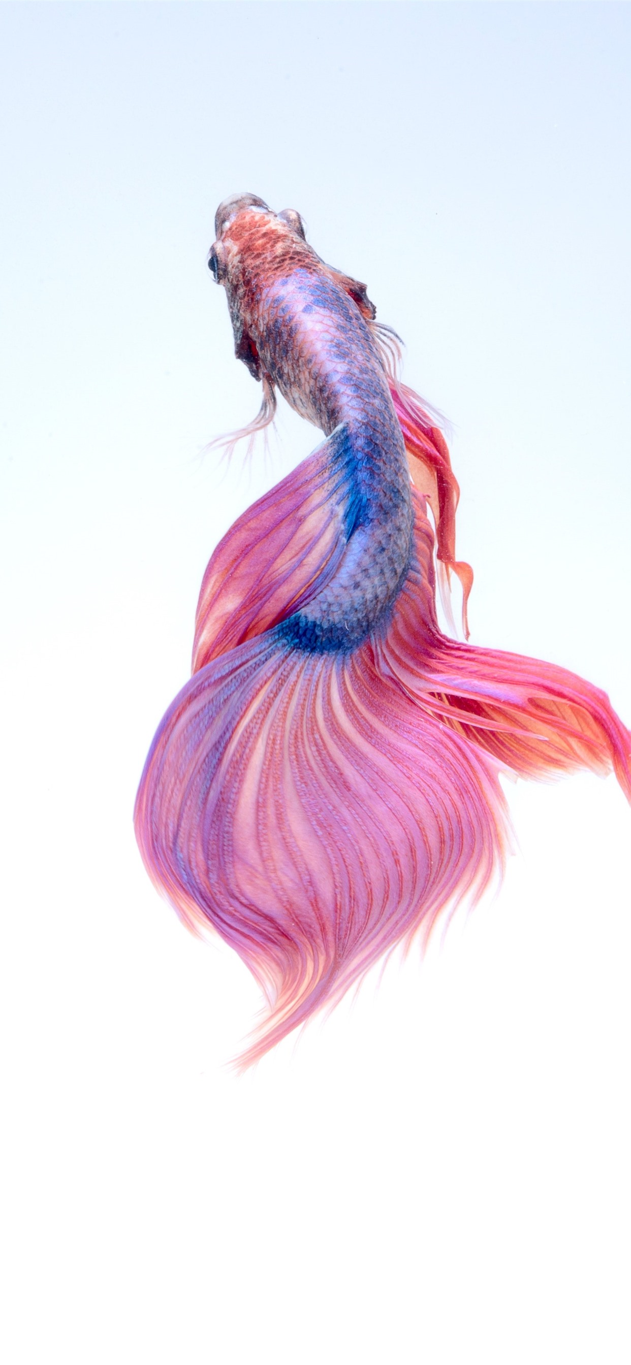 Iphone Wallpaper Beautiful Fish, White Background - Betta Fish Illustration - HD Wallpaper 