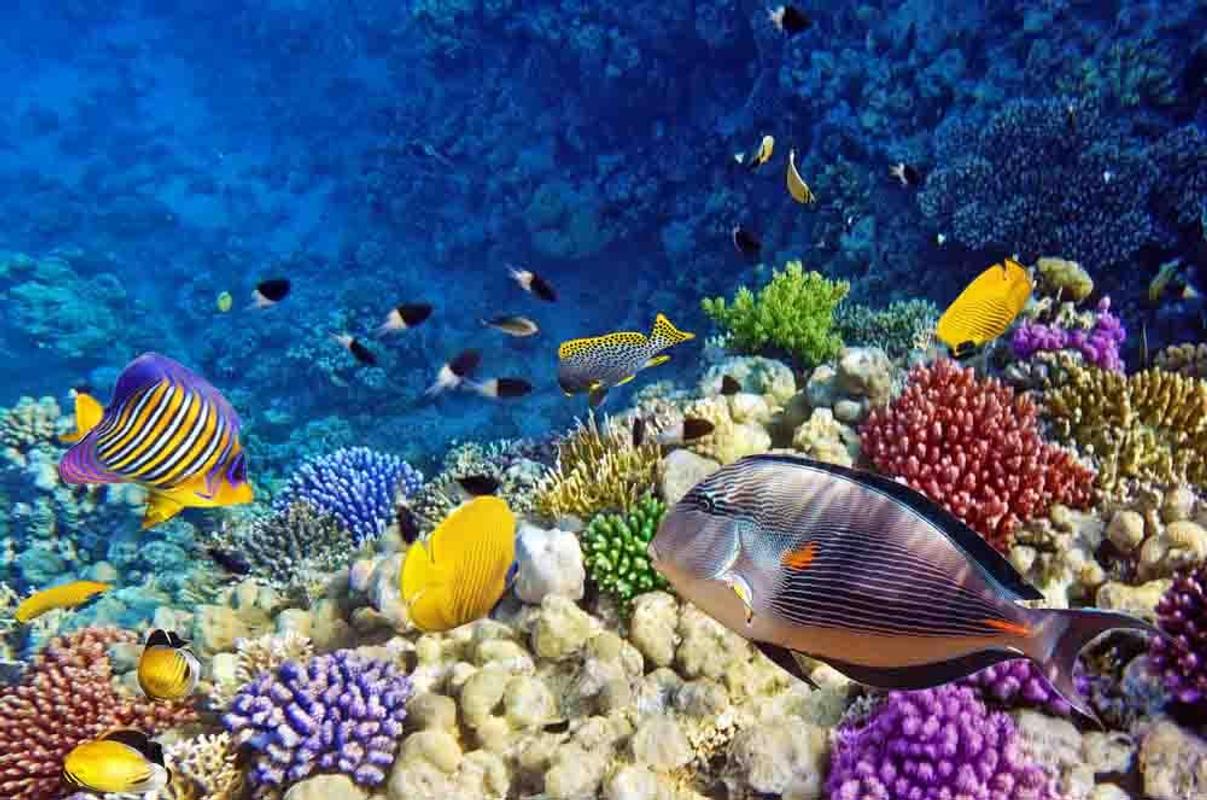 Beautiful Fish Wallpaper - Eritrea Red Sea Fish - HD Wallpaper 
