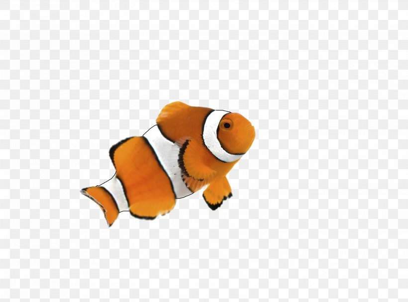 Clownfish Goldfish Siamese Fighting Fish Desktop Wallpaper, - Aquarium - HD Wallpaper 