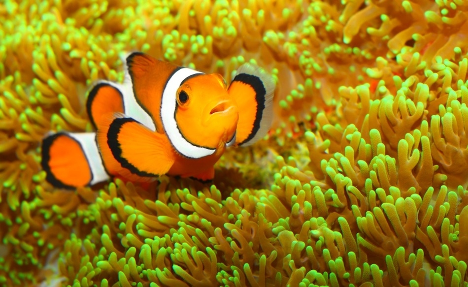 Most Cute Fish In The World - HD Wallpaper 