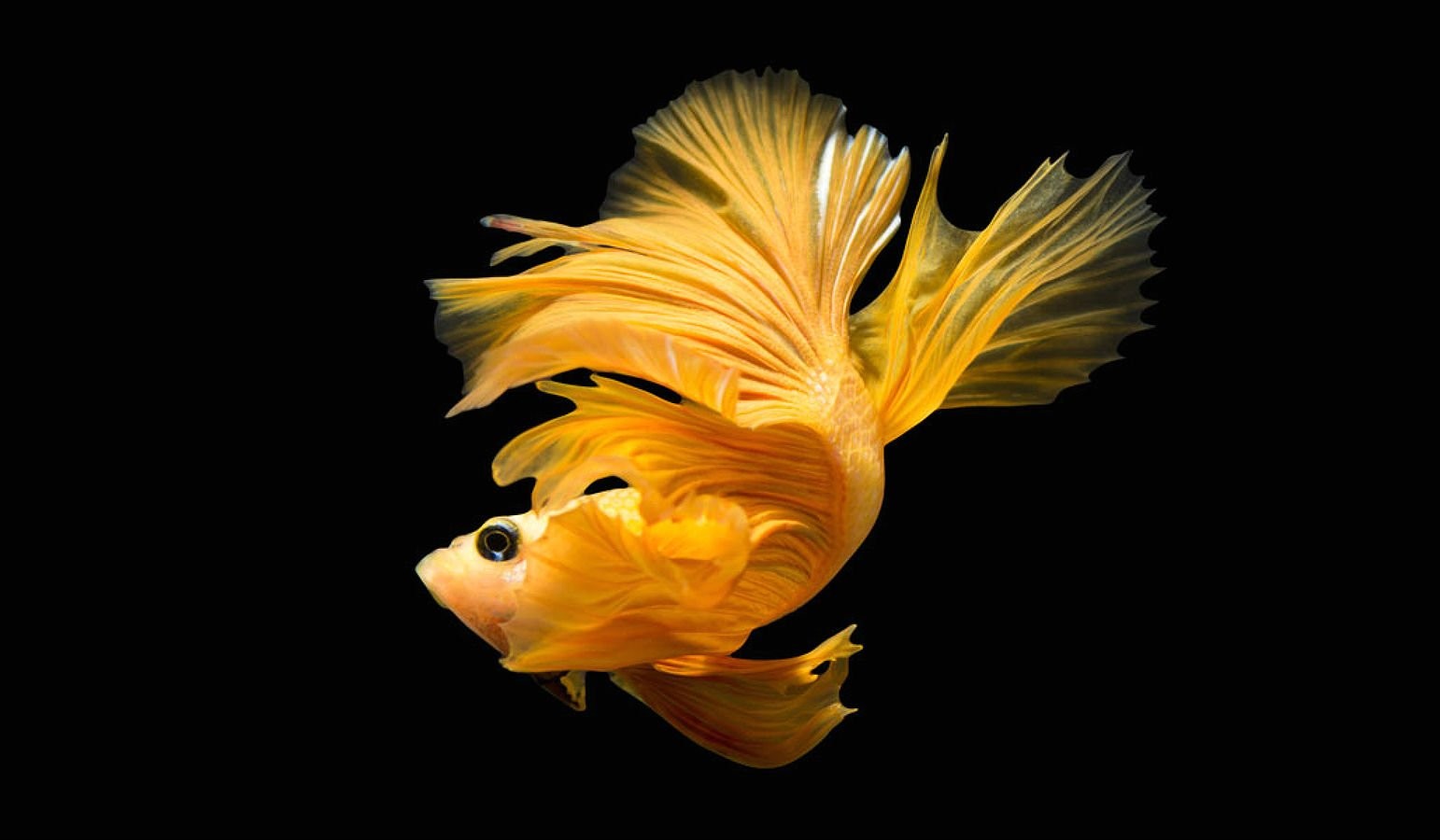 Ultra Hd Betta Fish Hd - HD Wallpaper 