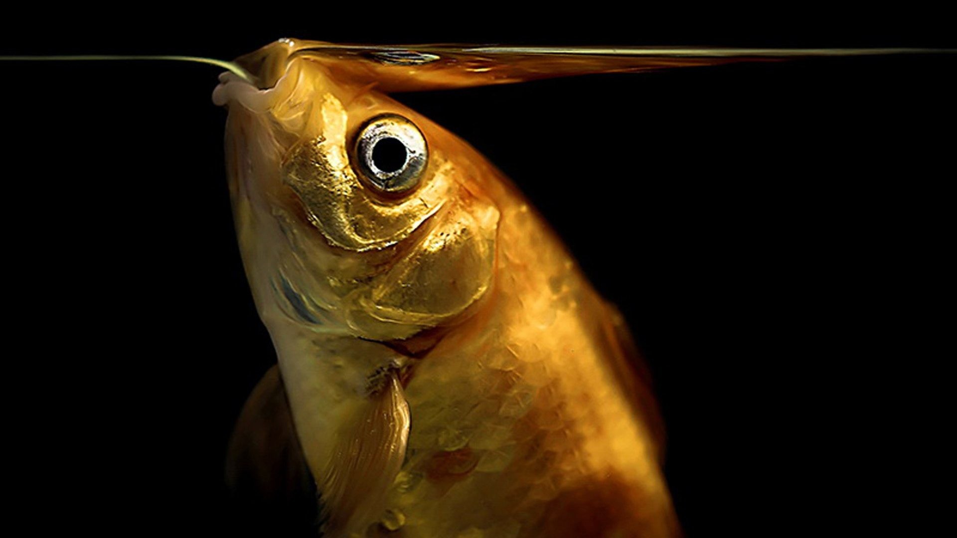 Underwater Fishes Goldfish Exotic Fish Wallpapers - Suyun Canlılar Için Önemi - HD Wallpaper 