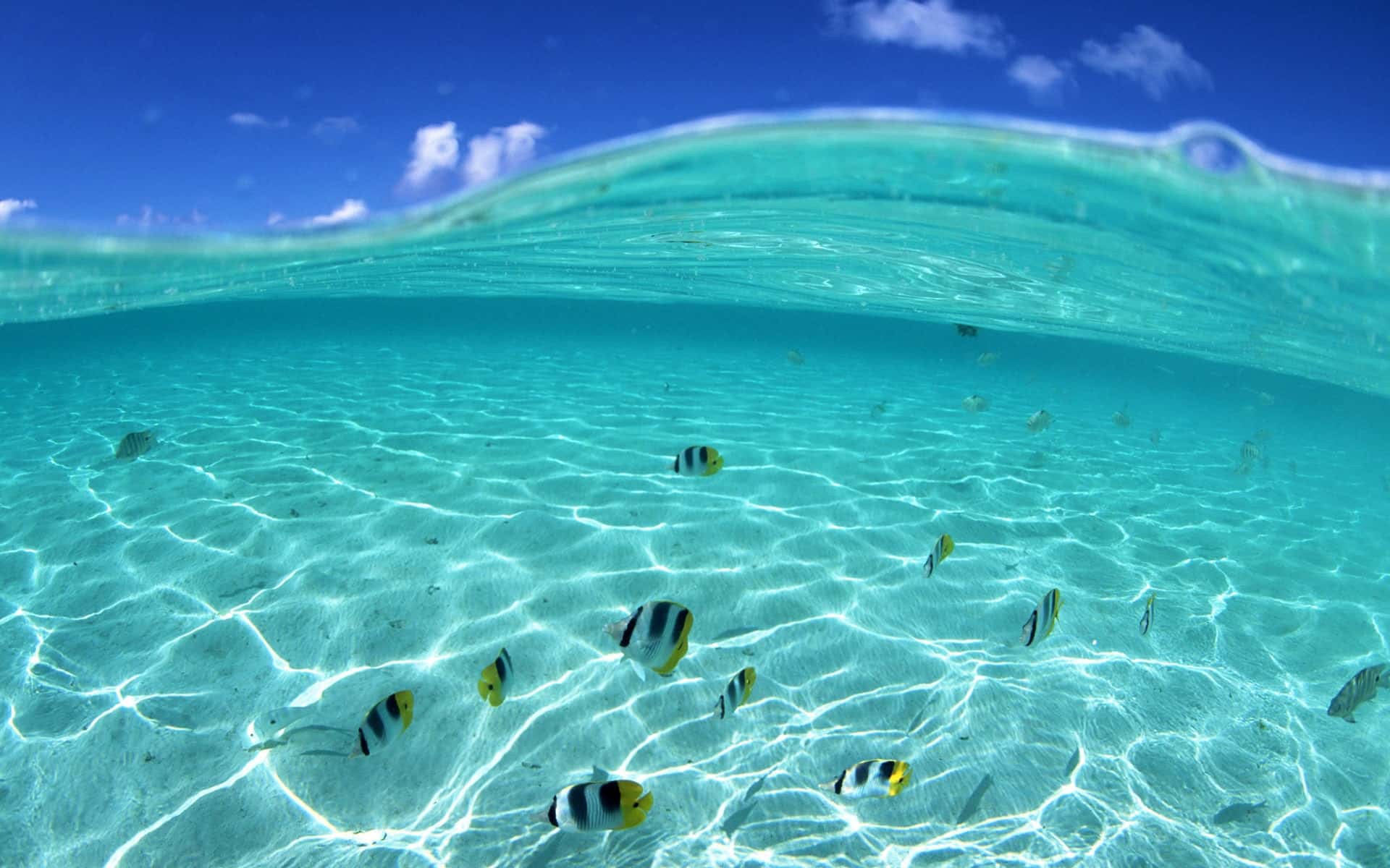 Beauty Fish Beach Image Wallpaper,beach Hd Wallpaper,beauty - Fish In The Beach - HD Wallpaper 