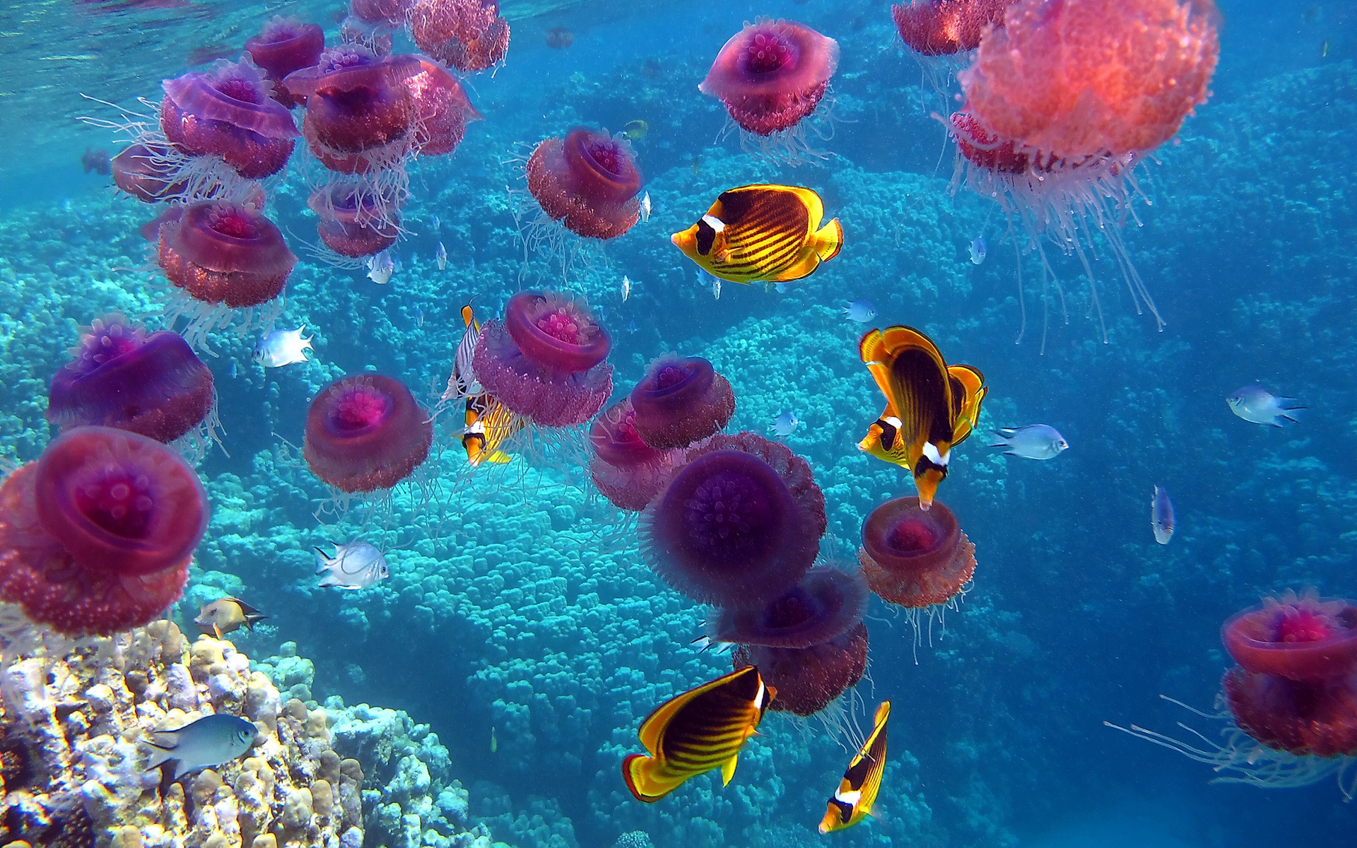 Fish Jellyfish Ocean Sea Underwater Coral Wallpaper - Jelly Fish Coral Reef - HD Wallpaper 