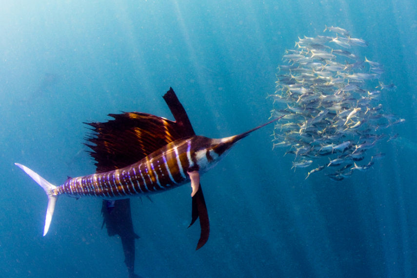 Sailfish And Flock Of Fish Wallpaper - Beautiful Sailfish - HD Wallpaper 