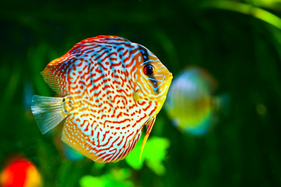 Most Beautiful Discus Fish - HD Wallpaper 