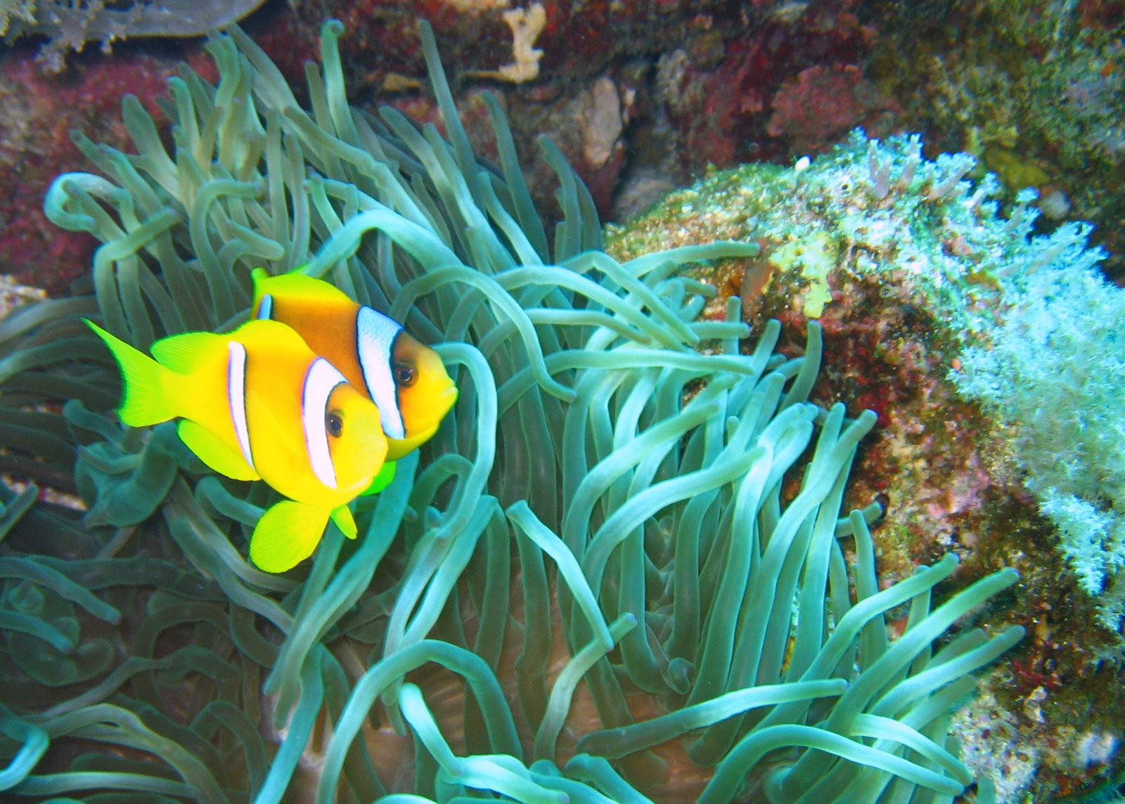 Clown Fish - Sea - HD Wallpaper 