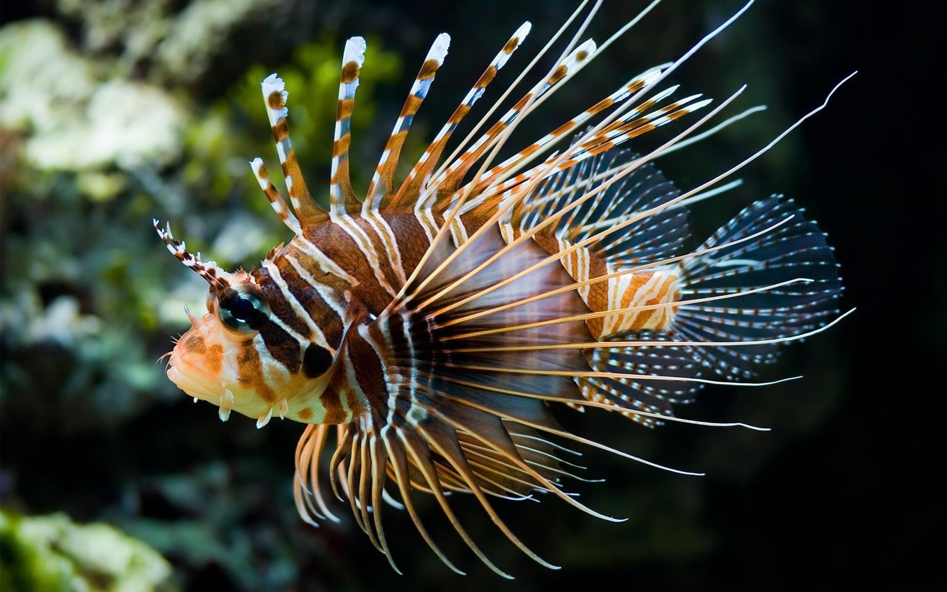 Backgrounds Free Desktop Fish Wallpaper 
 Data Src - Lionfish Wallpaper Hd - HD Wallpaper 