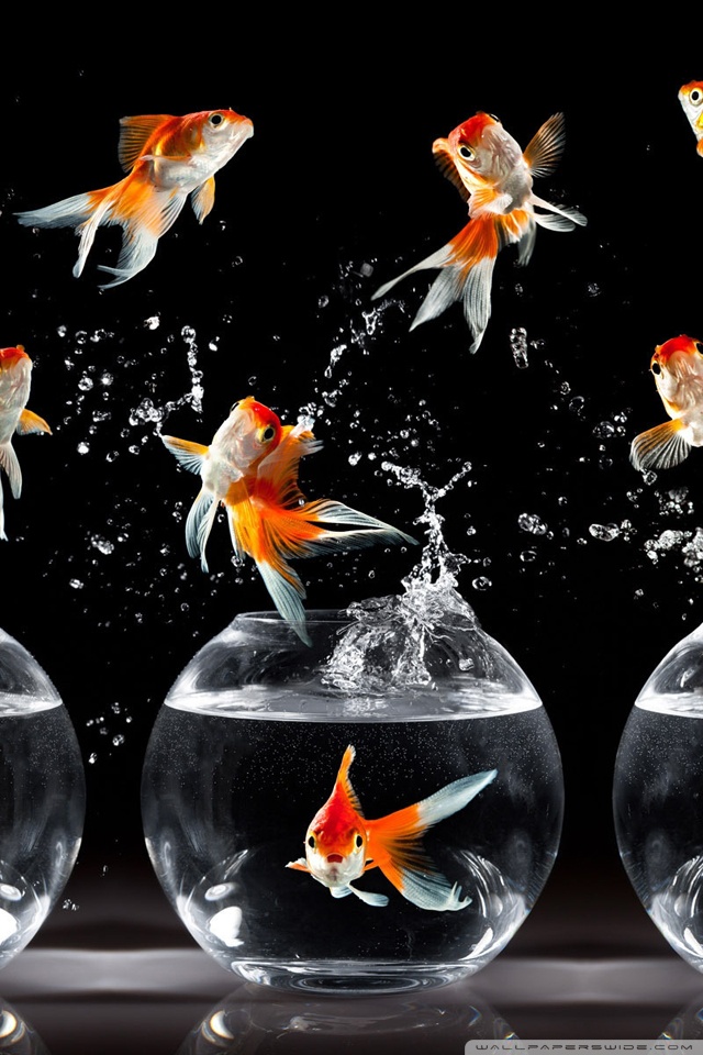 Goldfish Wallpaper For Mobile - HD Wallpaper 