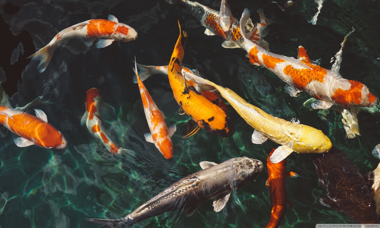 Koi Fish Wallpaper Hd - HD Wallpaper 