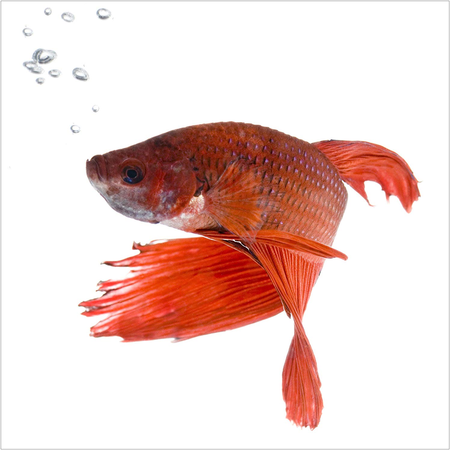 Gold Fish And Betta Fish - HD Wallpaper 