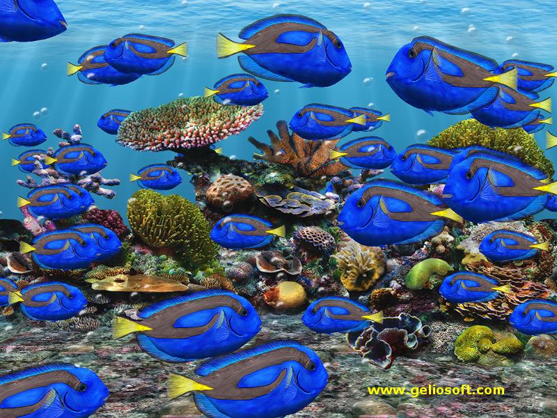 Blue Tang Fish School - HD Wallpaper 