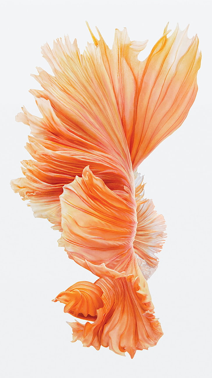 Fighter Fish Wallpaper - HD Wallpaper 