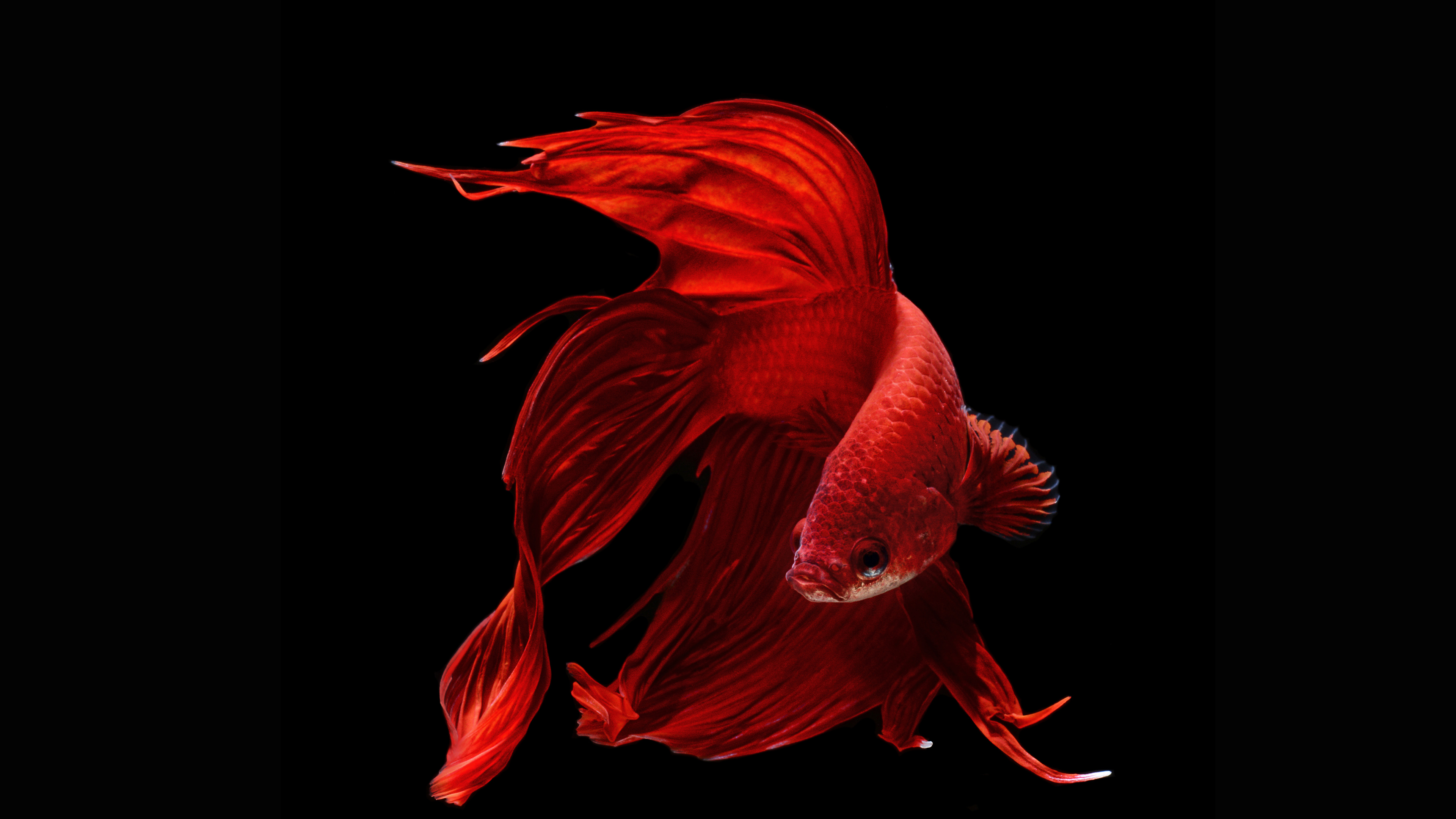 Red Fish With Long Fins - HD Wallpaper 
