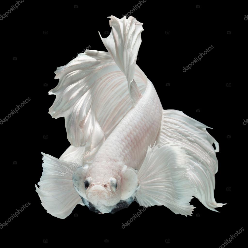 Siamese Fighting Fish - HD Wallpaper 