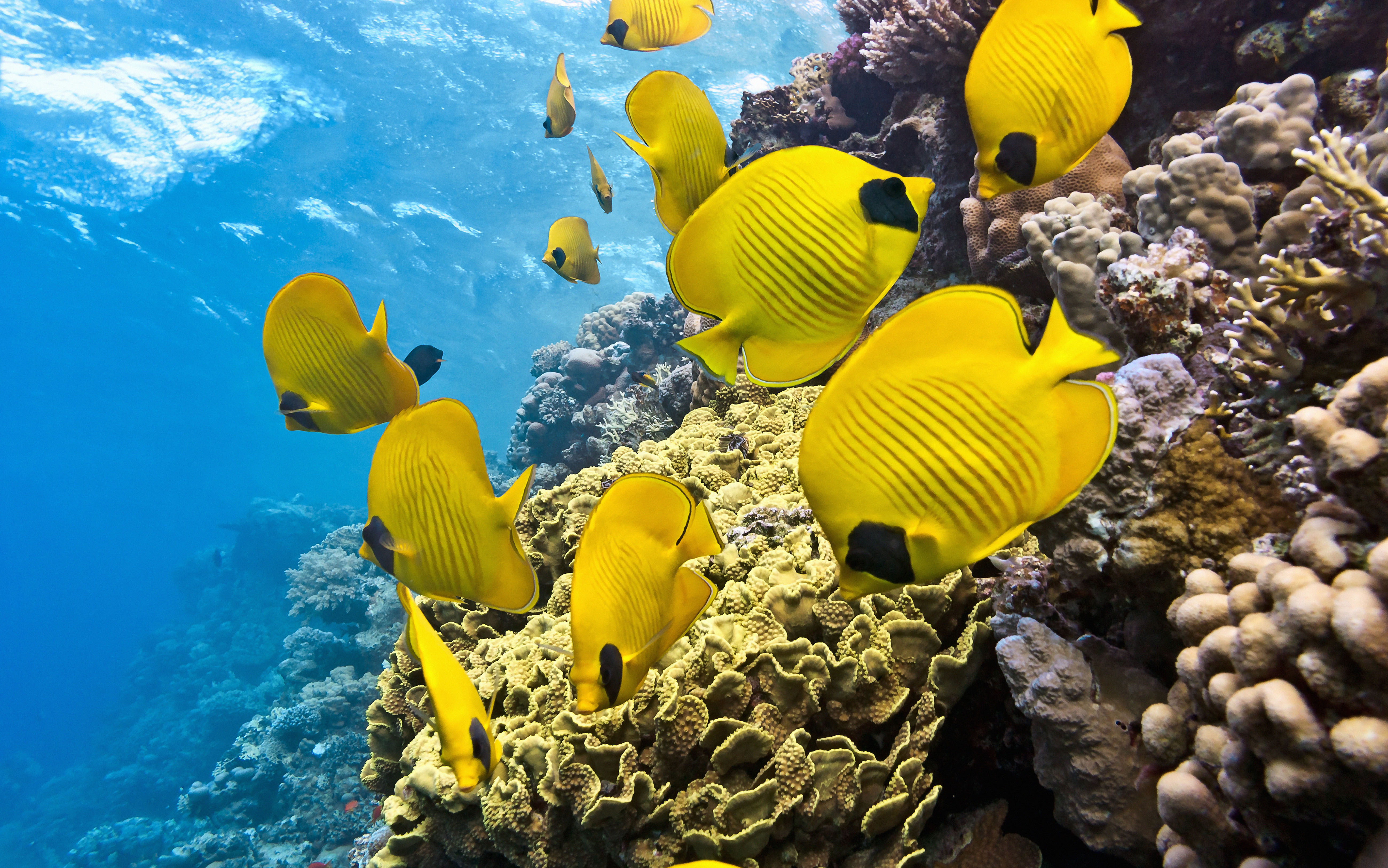 Hd Fish Wallpaper For Mobile - HD Wallpaper 