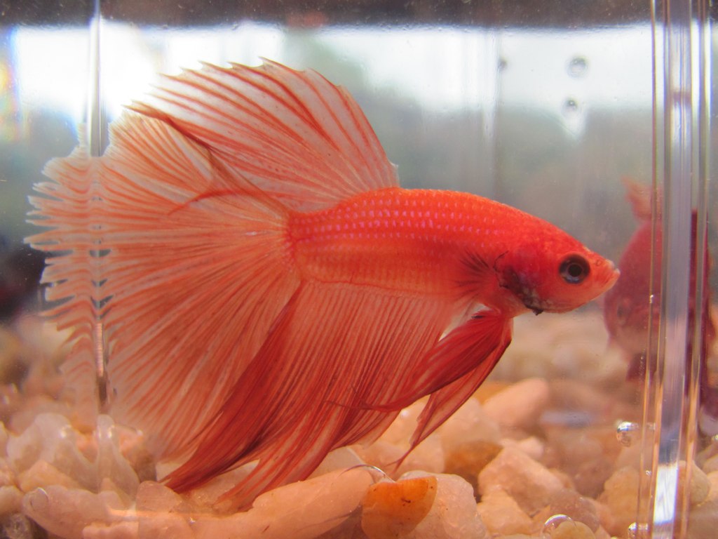 Orange Halfmoon Betta - HD Wallpaper 