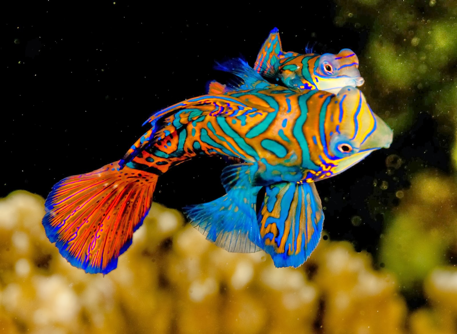 Mandarinfish Backgrounds, Compatible - HD Wallpaper 