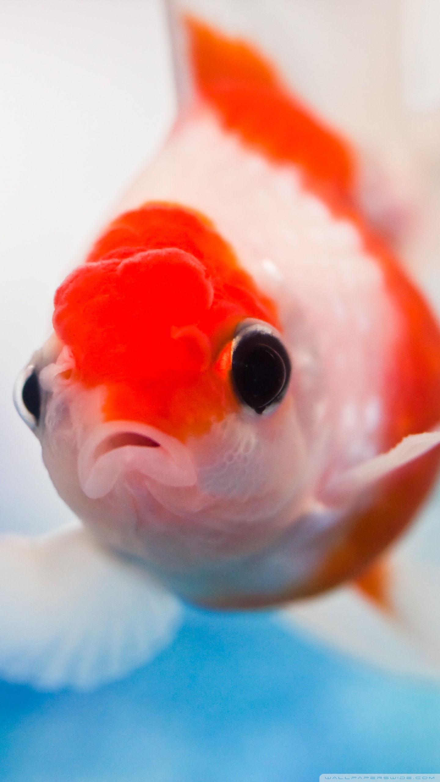 Aquarium Fish Wallpaper Hd For Mobile - HD Wallpaper 