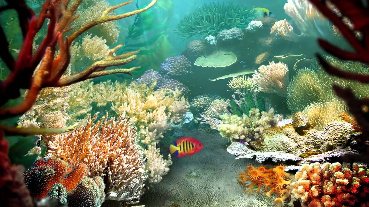 Fish Live Wallpaper Free - HD Wallpaper 