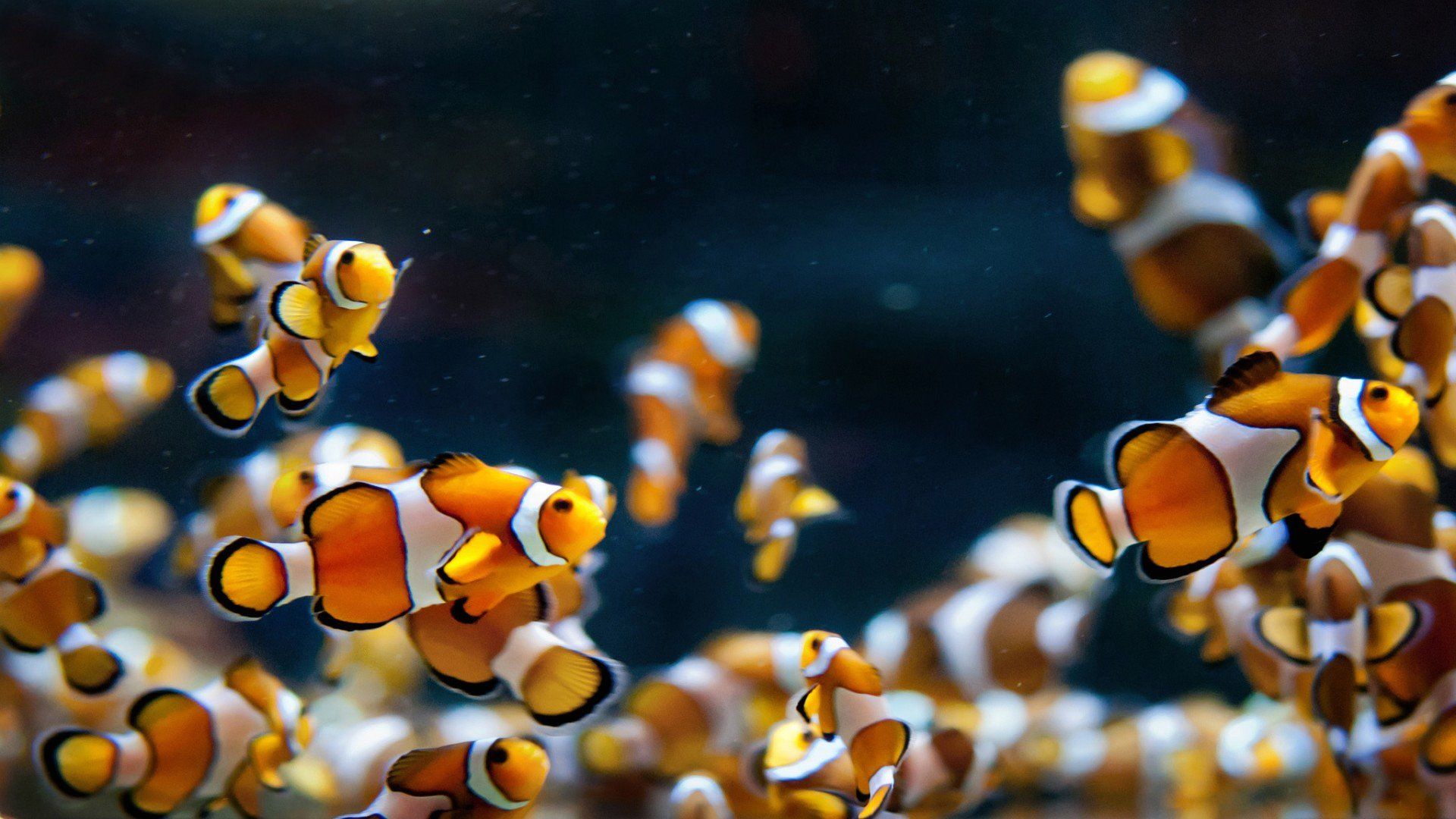 Desktop Live Fish Wallpaper Free - Fishes Aquarium Wallpapers Hd - 1920x1080 Wallpaper Desktop Live Fish Wallpaper Free - Fishes Aquarium Wallpapers Hd - 1920x1080 Wallpaper