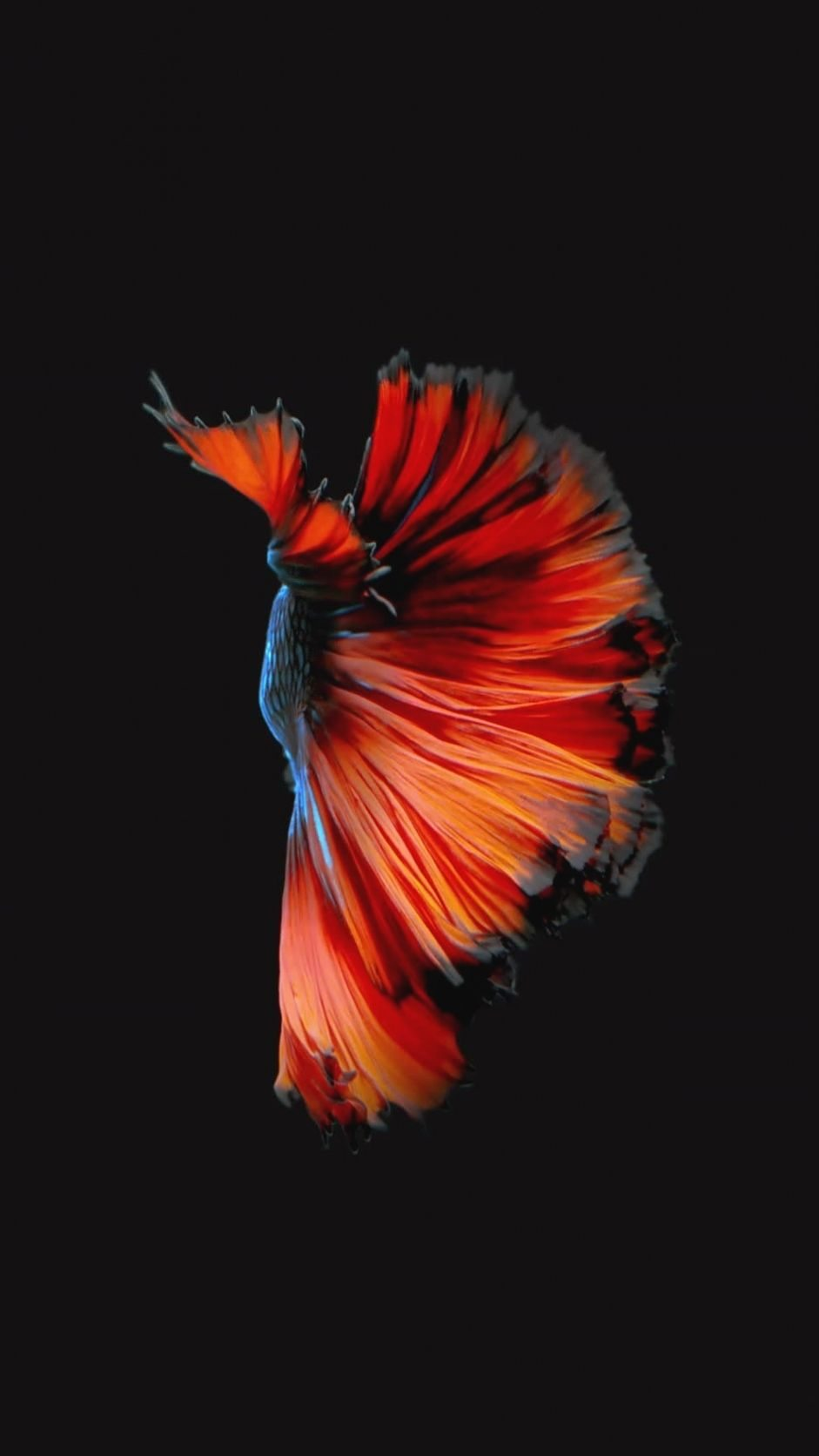 Free Download Iphone S Live Wallpaper Fish Images Kumpulan - HD Wallpaper 