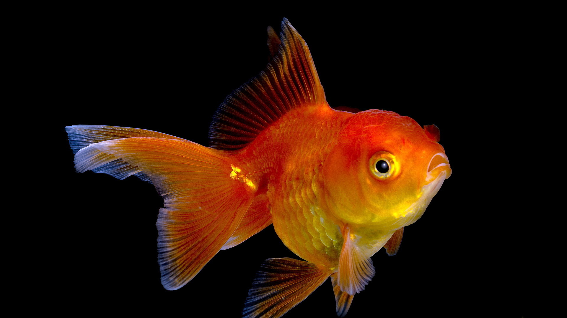 Desktop Live Fish Wallpaper Free - High Definition Picture Of Fish - 1920x1080 Wallpaper Desktop Live Fish Wallpaper Free - High Definition Picture Of Fish - 1920x1080 Wallpaper