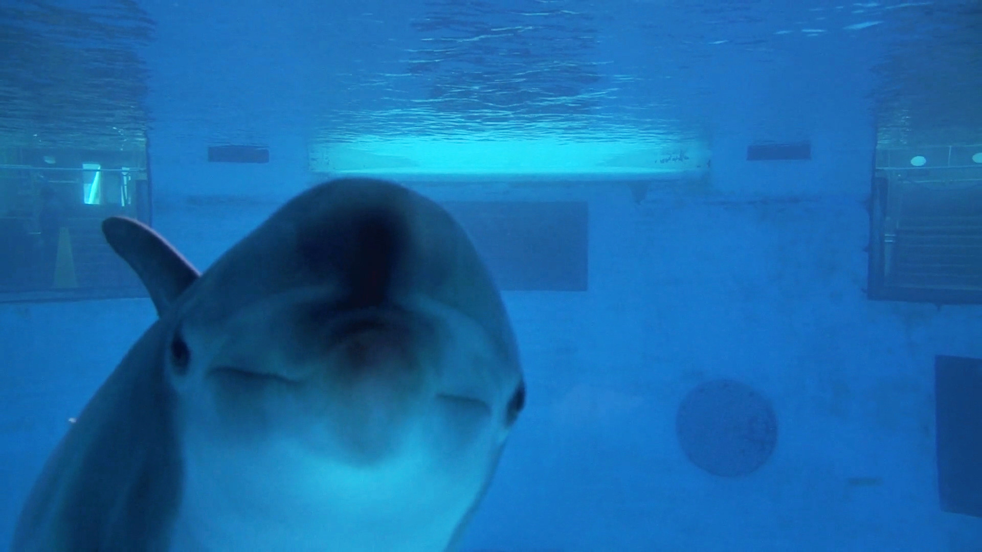 Moving Pictures Of Dolphins - HD Wallpaper 