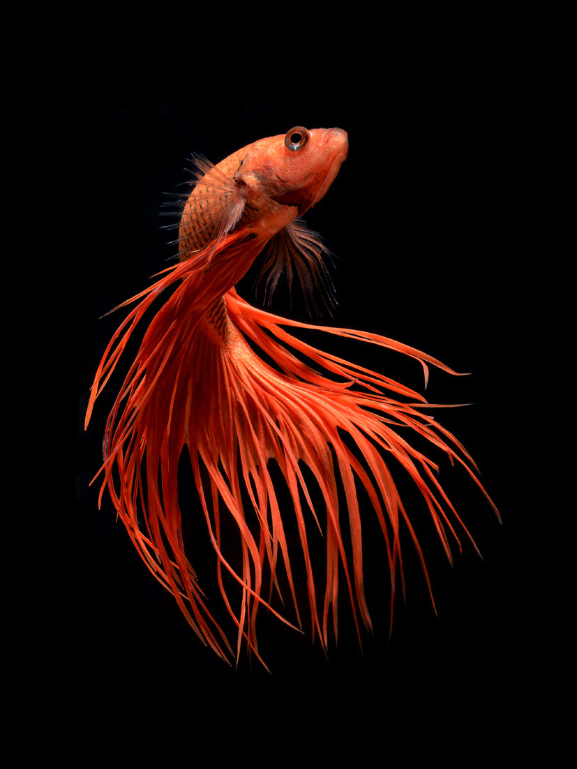 Fish-1 - Beautiful Fish Photography - HD Wallpaper 