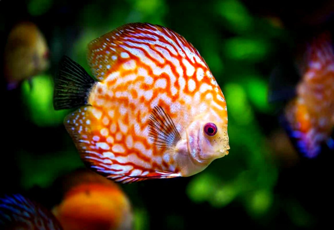 Beautiful Fish Photo - Discus Fish - HD Wallpaper 