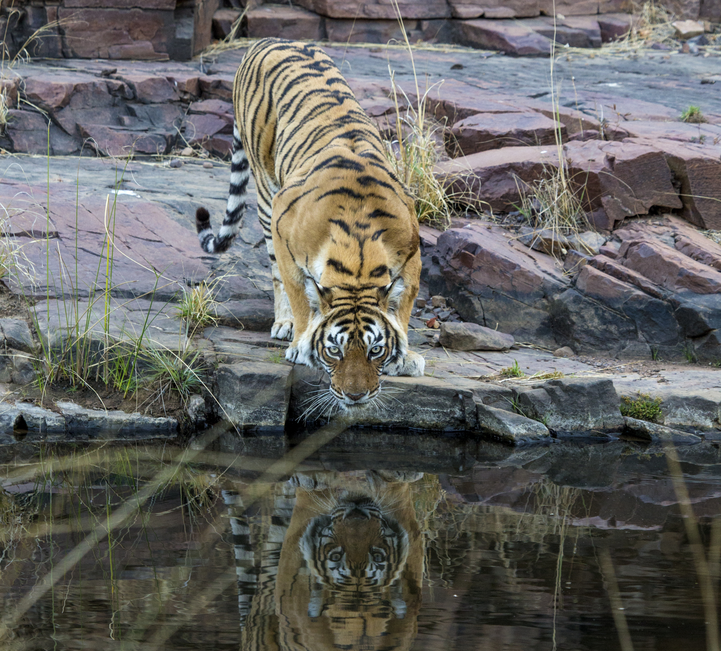 Tiger Machli - Siberian Tiger - HD Wallpaper 