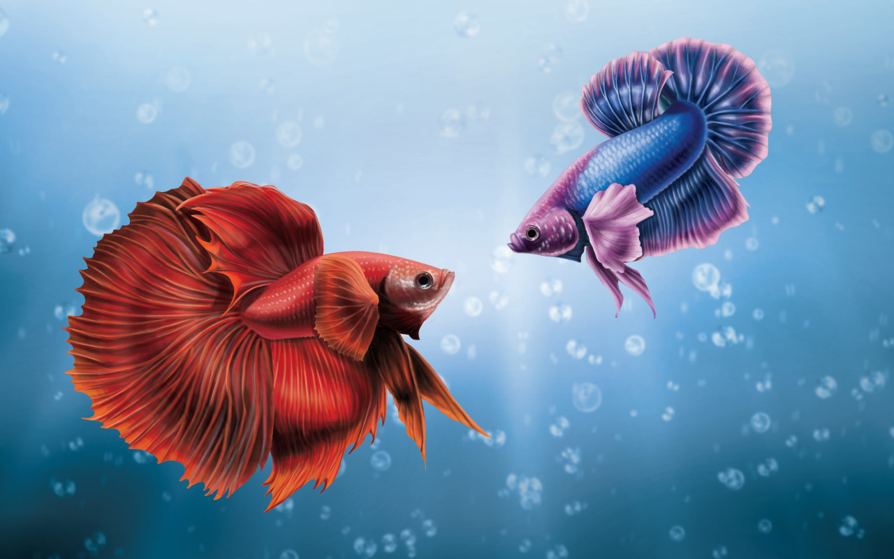 Betta Fish Wallpaper Pro - HD Wallpaper 