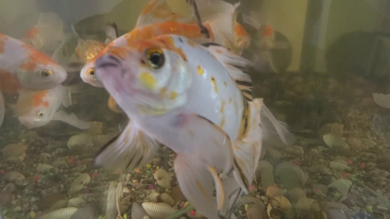 Big Goldfish Tankfish Tank Hd Fish Tank Hd Fish Fishtank - HD Wallpaper 