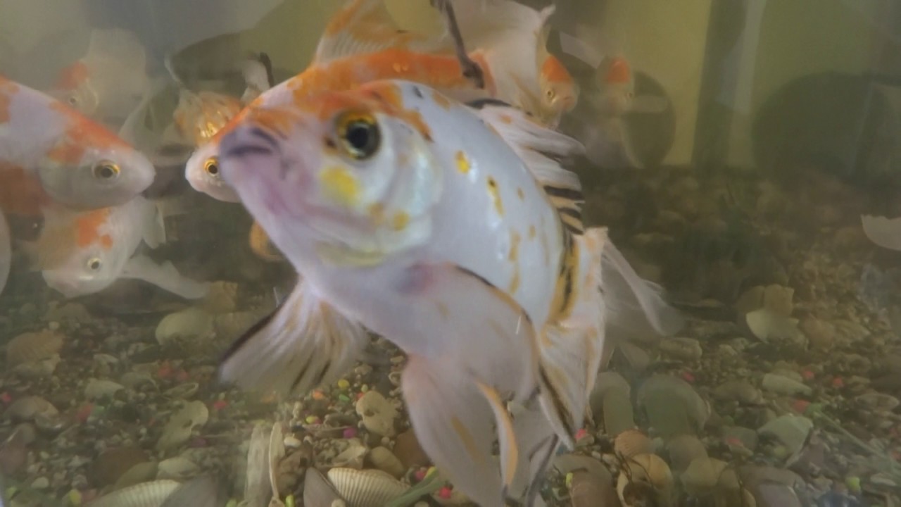 Big Goldfish Tankfish Tank Hd Fish Tank Hd Fish Fishtank 1280x720