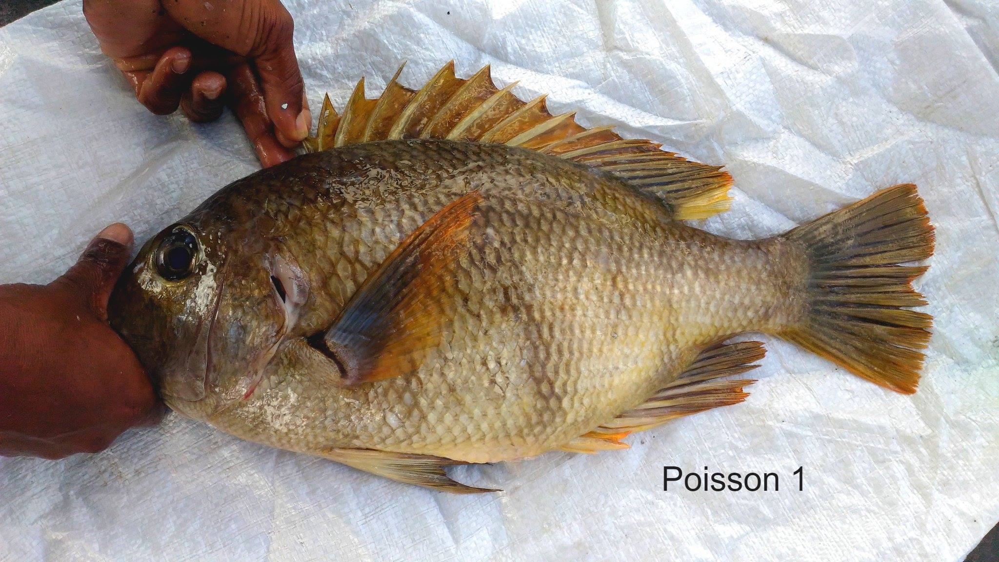 Sun Bass - HD Wallpaper 