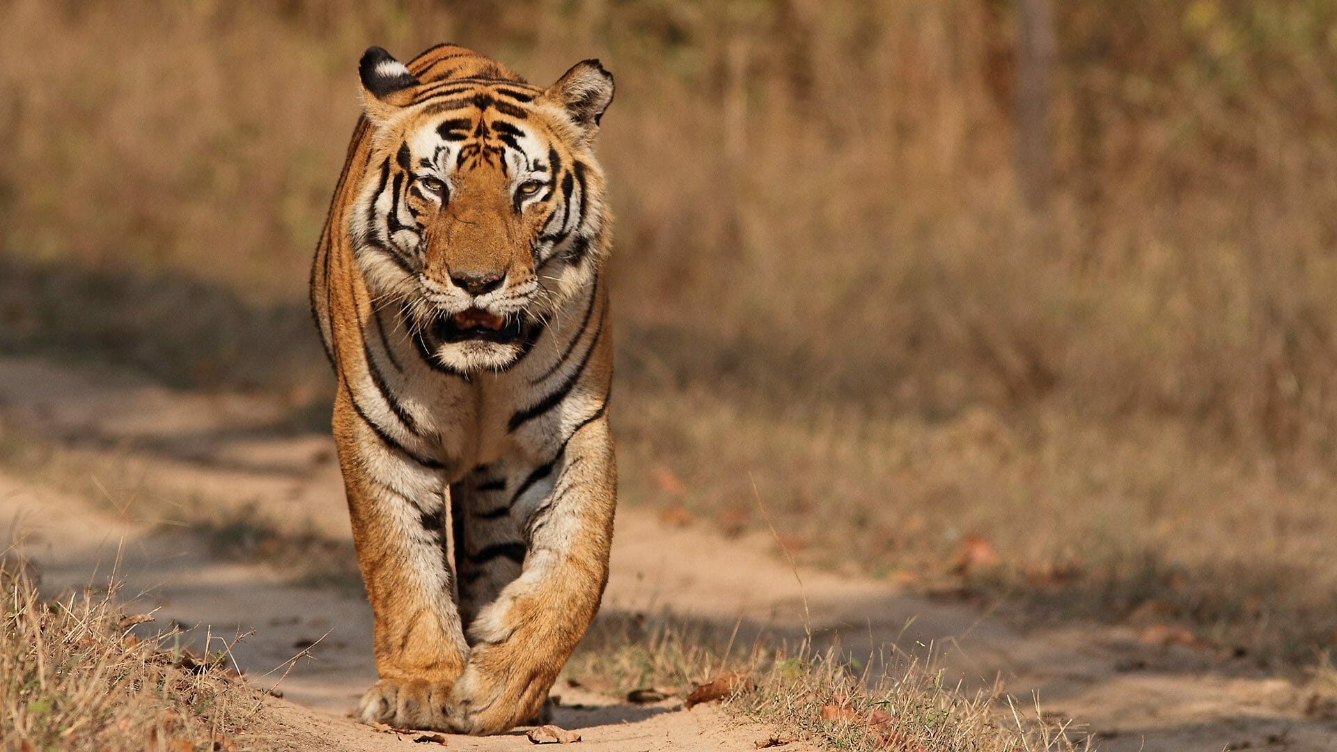 Dominant Male Tiger Munna From Kanha National Park - Kanha Tiger Reserve Madhya Pradesh - HD Wallpaper 