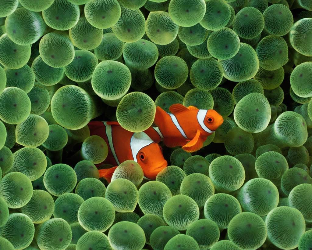 Fish Live Wallpaper - Iphone Wallpaper Clown Fish - HD Wallpaper 