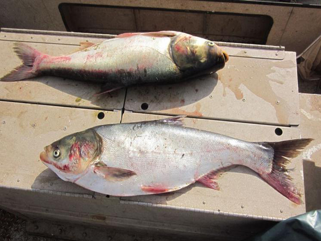 Silver Carp Fish, About Silver Carp Fish, Silver Carp - HD Wallpaper 